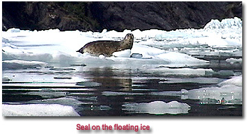 Harbor Seal on Ice